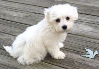 Coton De Tulear Puppies for sale in Louisville, KY, USA. price: NA