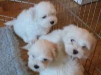 Coton De Tulear Puppies for sale in Clifton, NJ, USA. price: NA