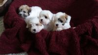 Coton De Tulear Puppies for sale in Miami Beach, FL, USA. price: NA