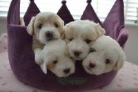 Coton De Tulear Puppies Photos
