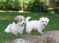 Coton De Tulear Puppies for sale in Chicago, IL, USA. price: NA