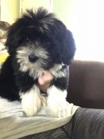 Coton De Tulear Puppies for sale in Meridian, ID 83646, USA. price: NA