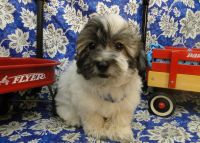 Coton De Tulear Puppies for sale in Hulbert, OK 74441, USA. price: NA