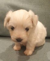 Coton De Tulear Puppies for sale in Salt Lake City, UT, USA. price: NA