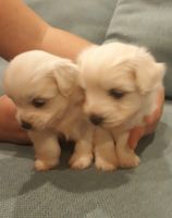Coton De Tulear Puppies for sale in Salt Lake City, UT, USA. price: NA