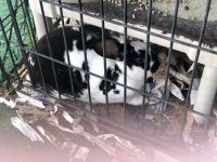 Cottontail Rabbits for sale in Whitney, NV, USA. price: NA
