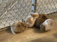 Cottontail Rabbits for sale in Myrtle Beach, SC, USA. price: NA