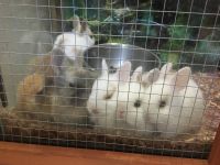 Cottontail Rabbits for sale in 3059 W Juliet Pl, Citrus Springs, FL 34433, USA. price: NA