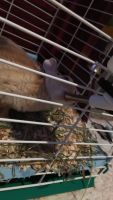 Cottontail Rabbits for sale in LaBelle, FL 33935, USA. price: NA