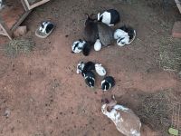 Cottontail Rabbits for sale in Ellenboro, NC 28040, USA. price: NA
