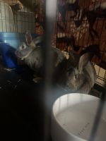 Cottontail Rabbits for sale in Lombard, IL, USA. price: NA