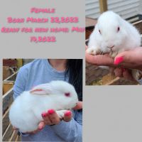 Cottontail Rabbits for sale in Abell, MD 20609, USA. price: NA