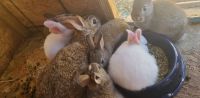 Cottontail Rabbits Photos
