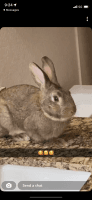 Cottontail Rabbits for sale in Mesa, AZ, USA. price: NA