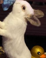 Cottontail Rabbits for sale in Spring, TX 77386, USA. price: NA