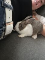 Cottontail Rabbits for sale in College Station, Texas. price: $30