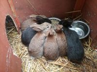 Cottontail Rabbits Photos