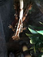 Crested Gecko Reptiles for sale in New York, NY, USA. price: NA