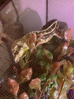 Crested Gecko Reptiles for sale in Pawnee, OK 74058, USA. price: NA