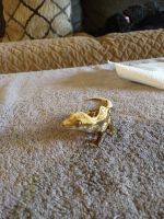 Crested Gecko Reptiles for sale in Longview, WA, USA. price: NA