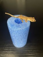 Crested Gecko Reptiles for sale in Madbury, NH, USA. price: NA