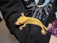 Crested Gecko Reptiles for sale in Vancouver, WA, USA. price: NA