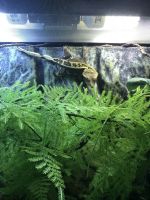 Crested Gecko Reptiles for sale in Princeton Junction, West Windsor Township, NJ, USA. price: NA