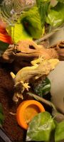 Crested Gecko Reptiles for sale in Gainesville, FL 32605, USA. price: NA