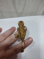 Crested Gecko Reptiles for sale in Perrysburg, OH 43551, USA. price: NA