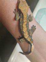 Crested Gecko Reptiles for sale in Henry County, IL, USA. price: NA