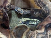 Crested Gecko Reptiles for sale in Washington, PA 15301, USA. price: NA