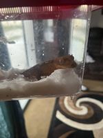 Crested Gecko Reptiles for sale in Fresno, CA, USA. price: NA