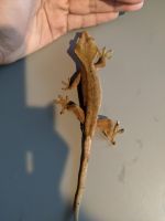Crested Gecko Reptiles for sale in Cypress, TX, USA. price: NA