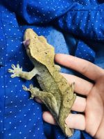 Crested Gecko Reptiles for sale in Tampa, FL, USA. price: NA
