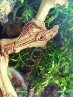 Crested Gecko Reptiles for sale in Smithville, TN 37166, USA. price: NA