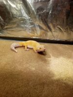 Crested Gecko Reptiles for sale in Sandusky, OH 44870, USA. price: NA