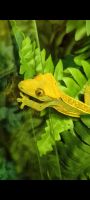 Crested Gecko Reptiles for sale in Cottondale, AL, USA. price: NA