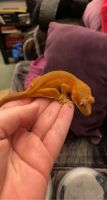 Crested Gecko Reptiles for sale in Pittsburgh, PA, USA. price: NA