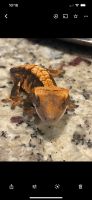 Crested Gecko Reptiles for sale in Fairhope, AL 36532, USA. price: NA
