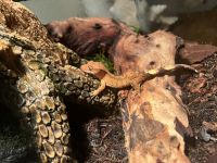 Crested Gecko Reptiles for sale in Laurel, Maryland. price: $150