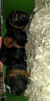 Crested Guinea Pig Rodents for sale in Arcadia, OK 73007, USA. price: NA