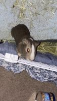 Crested Guinea Pig Rodents for sale in Champaign-Urbana, IL, IL, USA. price: NA