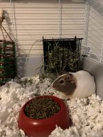 Crested Guinea Pig Rodents for sale in Chula Vista, CA 91915, USA. price: NA