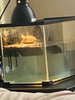 Cumberland Turtle Reptiles for sale in Groton, Connecticut. price: $50