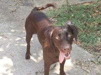 Curly Coated Retriever Puppies for sale in Olive Branch, MS 38654, USA. price: NA