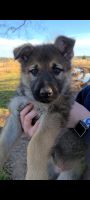 Czechoslovakian Wolfdog Puppies for sale in Athens, GA, USA. price: $900