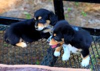 Dachshund Puppies Photos