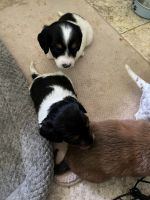 Dachshund Puppies Photos