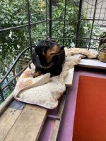 Dachshund Puppies for sale in Bengaluru, Karnataka 562125, India. price: 6000 INR
