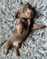 Dachshund Puppies for sale in Alexandria, TN 37012, USA. price: NA